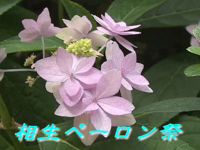 �����y�[������